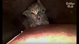 Download lagu Tiny Kitten Cukup Kuat Untuk Lolos Dari Pipa Sempit | Animal In Crisis EP29 mp3