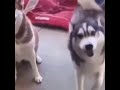 Doggo Husky Dance Kamisama Hajimemashita Perro Husky Baila Kamisama Hajimemashita