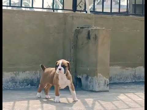 DIVAS BOXER DHRUVA JH. (MESSY)32 Days 🇮🇳🧿❤️.. KOLKATA