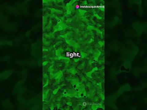 The First Living Things on Earth: Evolution of Single-Celled Organisms