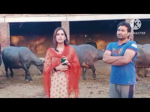 Ak 47 Animals Feed Dr AK khan and Dr tanzeela Bloch visit Baryar traders Gujranwala 😍😎😙