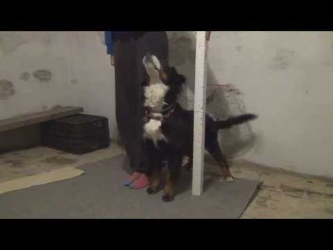 Sára :: Tricks 2014.01.21