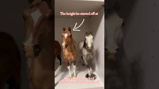 The “oddballs” of my Breyer Horse collection �