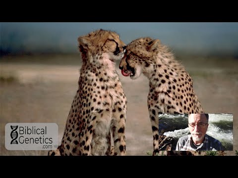 Evolutionary Bottlenecks are Disastrous