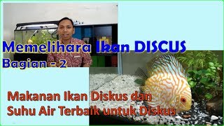 (Vlog Lanjutan) Memelihara Ikan Diskus - Bagian 2