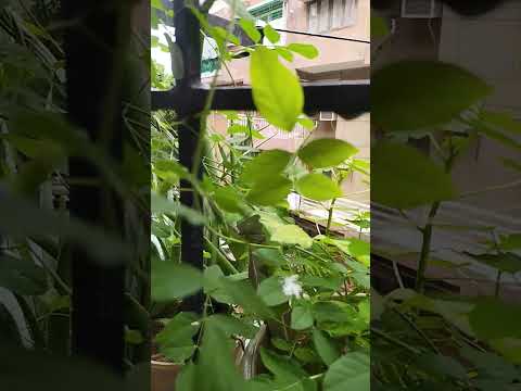 #flowers #firstbloom