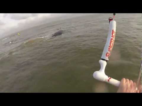 LEN10 - Spotting a stranding humpback whale