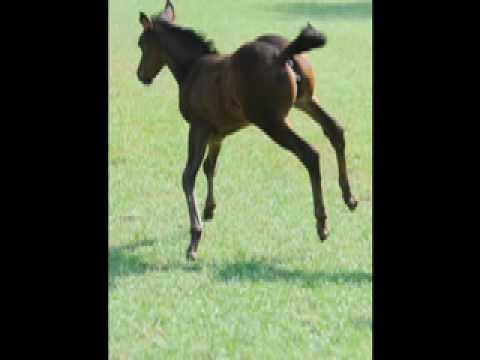 302 4th of July Polo Tournament