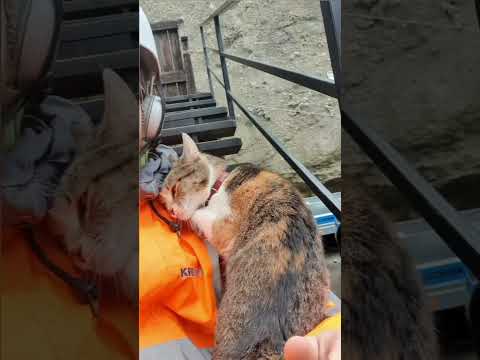 Egy Hamm futár élete!