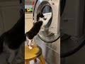 02 01 2020 Jacci S Video Of Tux Checking Washer TV
