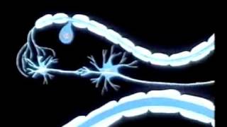 SISTEMA NERVOSO - DOCUMENTARIO 3/3 [ITA]