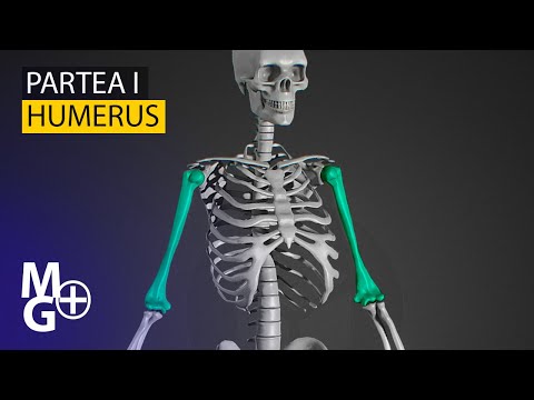 Humerus Curs/Prezentare 3D (partea 1)- Anatomie