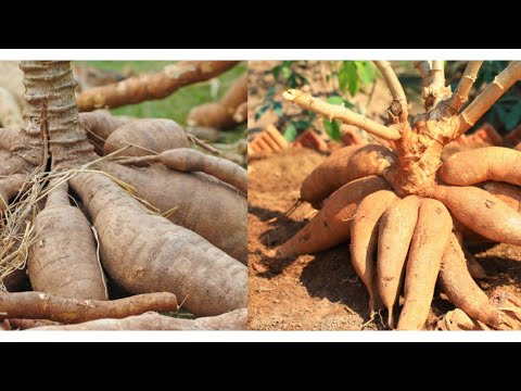 , title : 'Comment faire pousser du manioc pour une récolte rapide et un rendement optimal?'