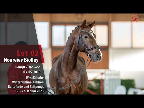 Winter Online-Auktion Lot 02 Noureiev Biolley Hengst v. Secret - Converter