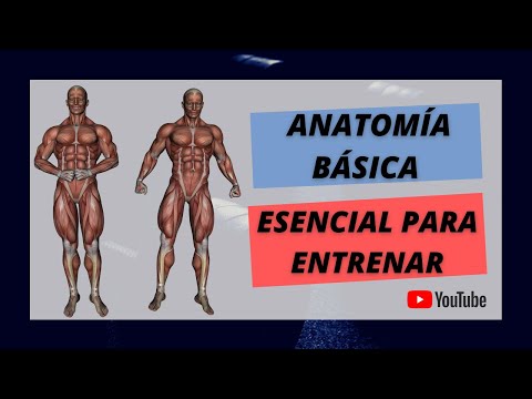 Cómo entrenar los músculos - Anatomía muscular básica