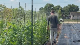 Farm bringing fresh food and community spirit to Houston's EADO