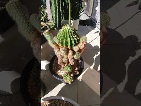 観葉植物としてのアジサイ