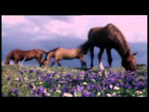 Seán Mac Erlaine // Amhrán na Leabhar