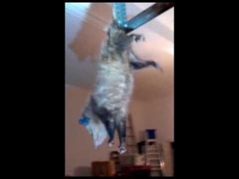 image-Why does an opossum hang by its tail? 
