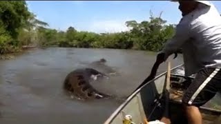 5 Biggest Snakes In The World