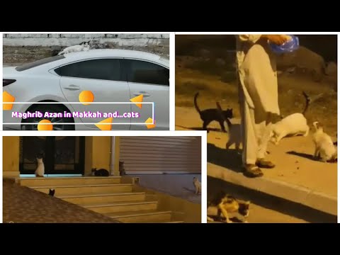 Makkah Azan and Cats || Interesting Story of cats listening Maghrib Azan in Makkah and gathering