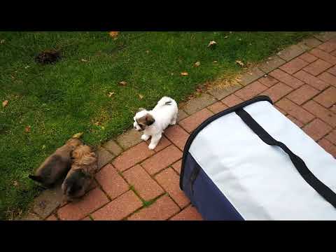 Havaneser Welpen von der Fuerstenkrone beim spielen im Garten. Bei Interesse melden Sie sich bitte