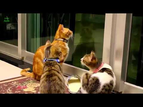 Funny Cats