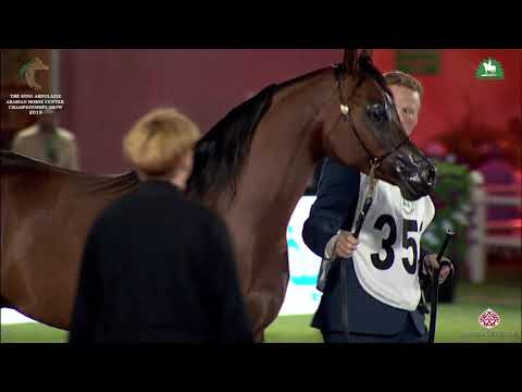 N 353 BADE AL HAWAJER   KAAHC 2019   Stallions 7 9 Years Old Class 11A