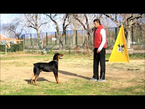 download lagu mp3 mp4 Bursa Kpek Eitim Merkezi, download lagu Bursa Kpek Eitim Merkezi gratis, unduh video klip Bursa Kpek Eitim Merkezi