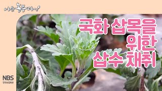 [나는농부다 229회] 국화 삽목에 필요한 국화 삽수 채취하기