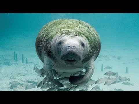 1st YouTube video about are manatees related to elephants