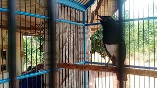 Download lagu kacer isian walet #burungkicau#kacer#short mp3