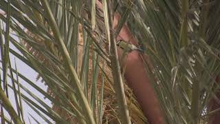 Download lagu Mésange nord-africaine (Cyanistes teneriffae degener) African Blue Tit mp3 Download lagu Mésange nord-africaine (Cyanistes teneriffae degener) African Blue Tit mp3