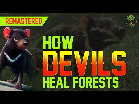 How Devils Heal Forests [HD Remastered] | Rob Brewster