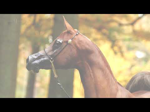 🌹 EMANOLLA 🌹 (VITORIO TO x EMANDORIA), 2015 Mare