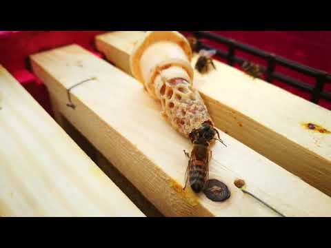 Nascita di una regina