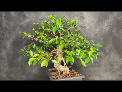 , title : 'Rescue overwatered ficus plants and bonsai with yellow leafs.  ( turn on english subtitles )'