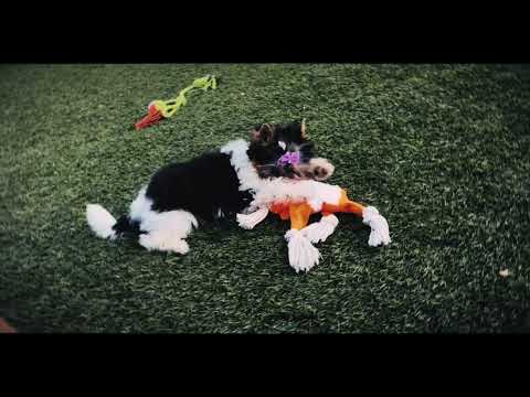 Biewer Terrier Welpe kaufen