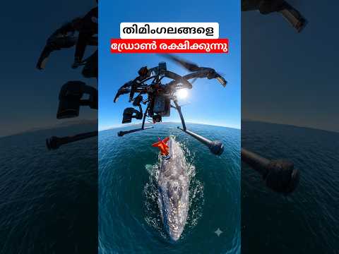 തിമിംഗലങ്ങളുടെ അന്തകൻ #shorts #drone #fishing