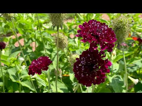 image : Samedi au jardin : à Fayence (Var)