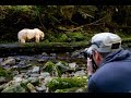 The Spirit Bears Safari