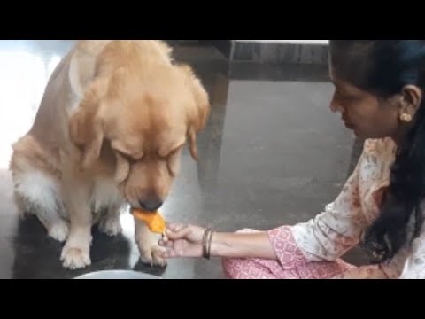 Golden retriever Dog Eating Ice Cream |Cute golden retriever dog funny video ❤ 🐕