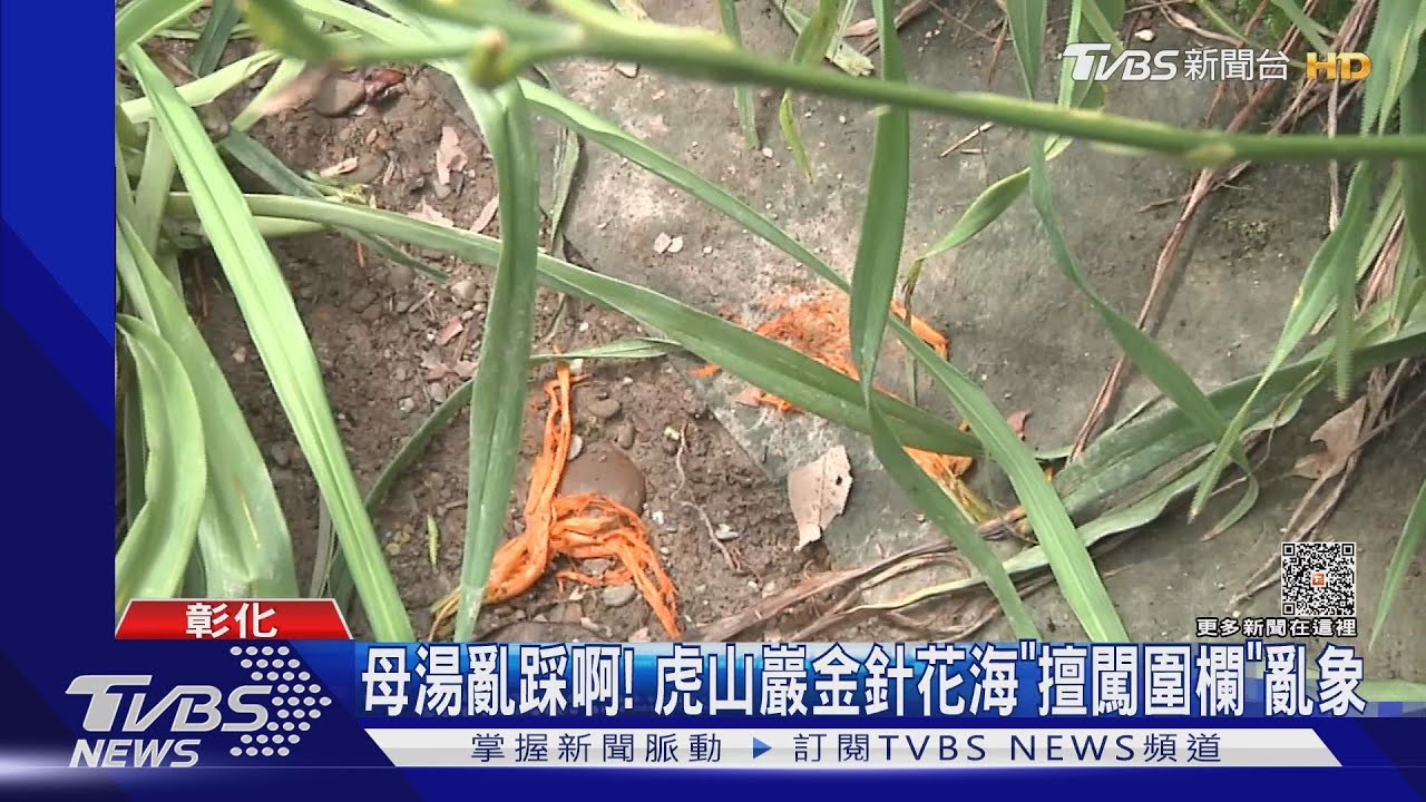 母湯亂踩啊! 虎山巖金針花海「擅闖圍欄」亂象