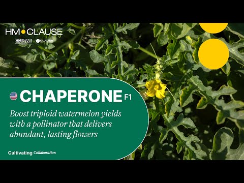 Video: CHAPERONE F1