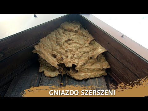 Kolejne piękne gniazdo szerszeni - usuwanie gniazda owadów