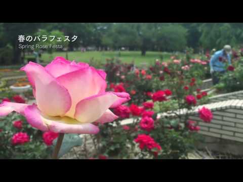 狭山市 智光山公園 都市緑化植物園 春のバラフェスタ