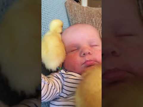 Ducklings Snuggle With Baby! 🐥😴💗