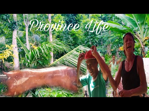 My Life In The Mountain - Celebrating Birthday | Cooking lechon | Province Life