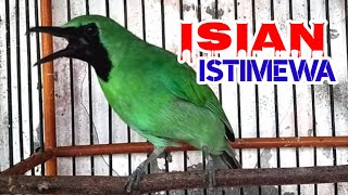 Download lagu Cucak ijo mana saja akan ikut bunyi dan gacor dengar c ijo full isian ini || Pancingan dan masteran mp3