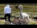 FUNNY Pet Fails 😂 20 Minutes - BEST Animal Compilation